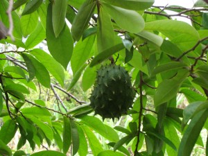 Daun Sirsak